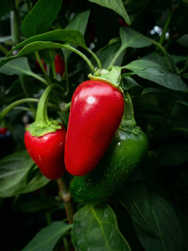 Semena Jalapeno Early