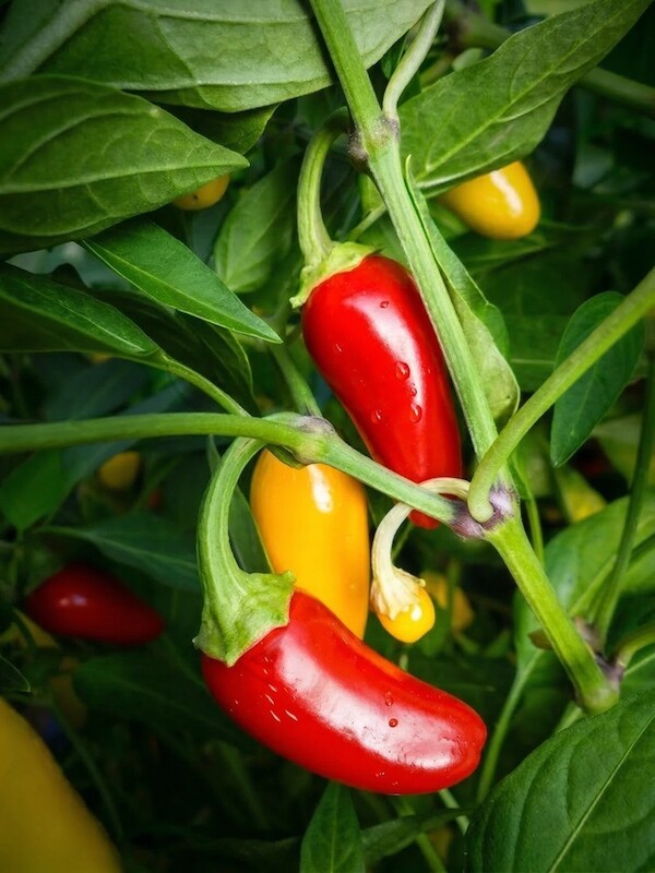 Semena Jalapeno NuMex Pinata