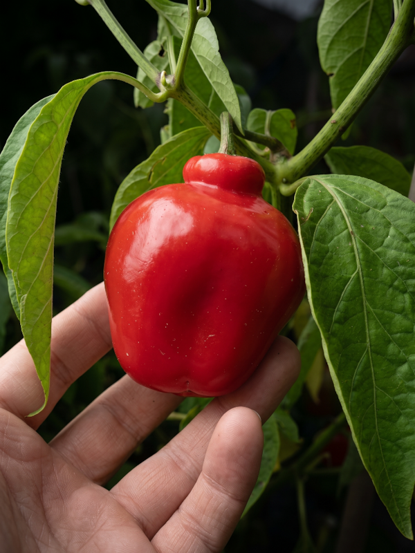 Manzano Rocoto Red