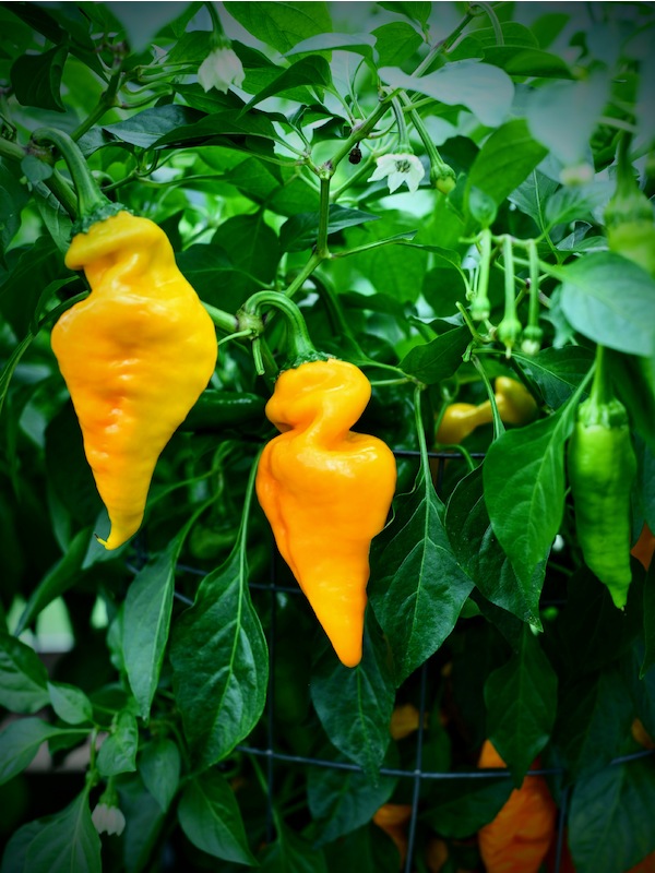 Semena Monkey Face Yellow, zralé žluté papriky, pěstované ve skleníku, ve fyzické izolaci v roce 2023