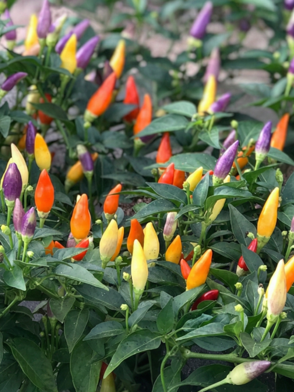 Semena NuMex Twilight