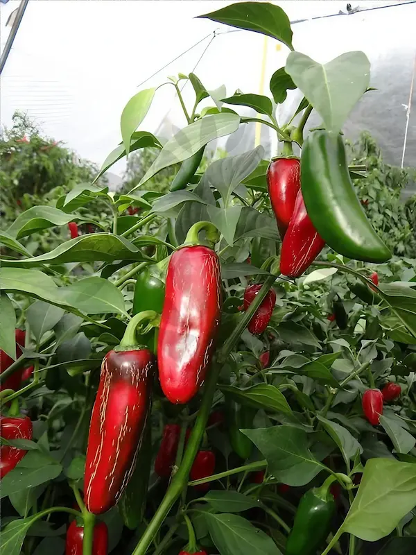 Semena papriky, Jalapeno Mammoth, několik zrajících mohutných paprik na keři ve foliovníku, osvíceno sluncem