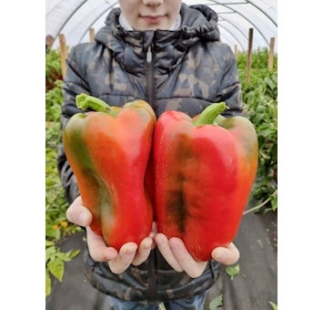 Sladká paprika Bajka