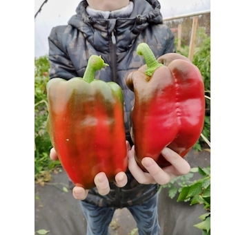 Sladká paprika Meika