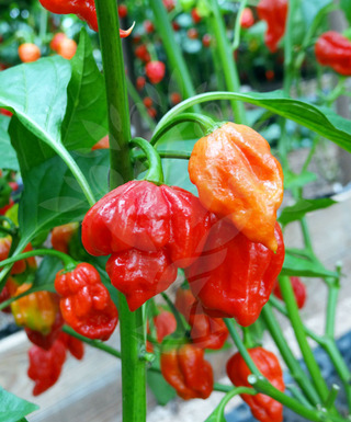 Trinidad Scorpion Butch Taylor