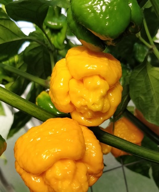 Trinidad Scorpion Moruga Yellow