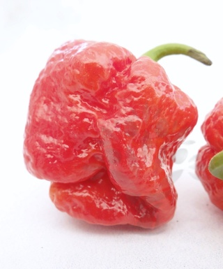 Trinidad Scorpion Satan