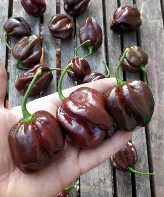 Habanero Chocolate