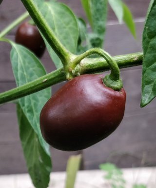 Mini Rocoto Brown