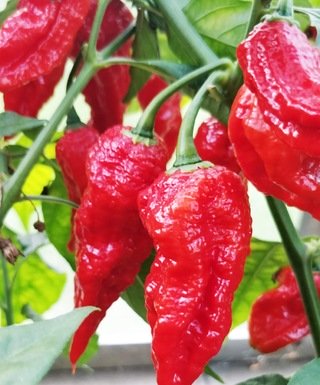 Naga Morich