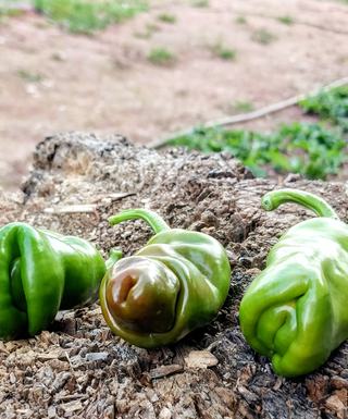 Red Peter Penis Pepper