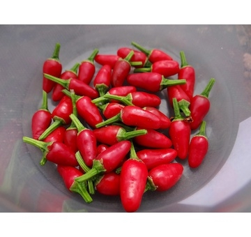 Zimbabwe Bird / African Devil