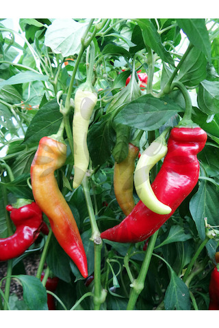 Banana Sweet (Sweet banana pepper)