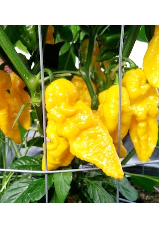 Bhut Jolokia Yellow
