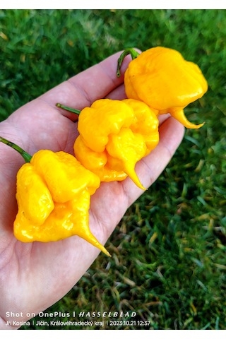 Carolina Reaper Yellow