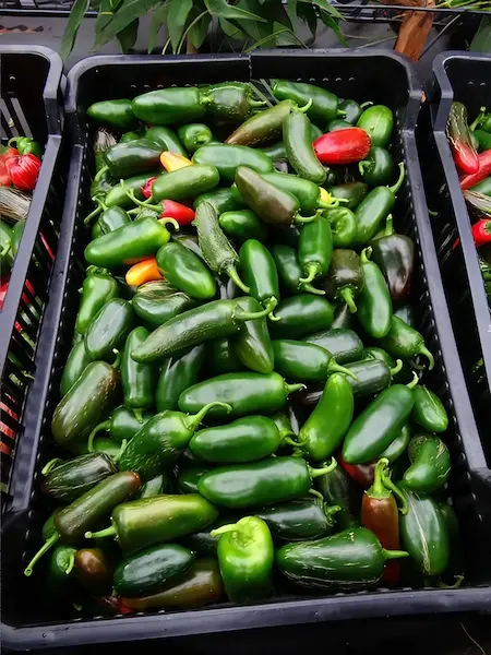 Čerstvé papričky Jalapeno