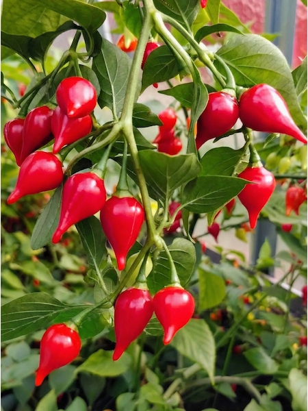 Semena Chupetinho Alaranjado, zralé červené papričky ve tvaru kapky na keříku