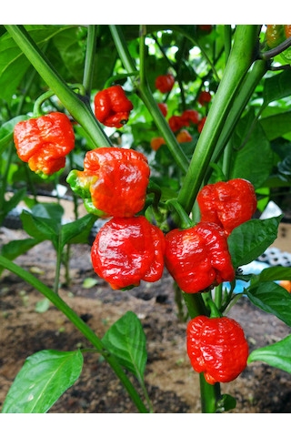 Dárek semínka Trinidad Scorpion Moruga