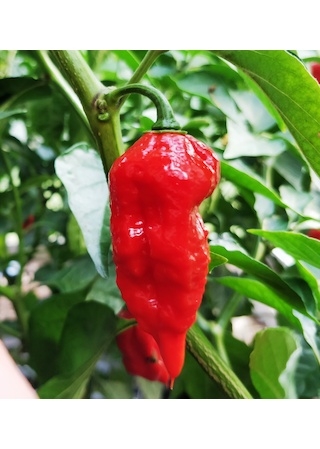 Dorset Naga