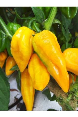 Habanero Bonda Ma Jacques