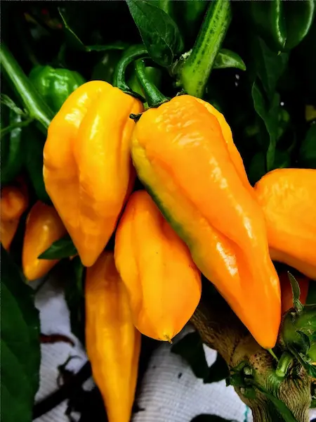 Habanero Bonda Ma Jacques