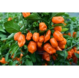 Habanero Orange