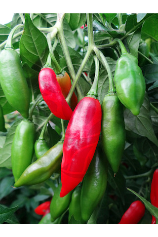 Habanero Paper Lantern