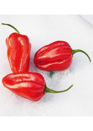 Habanero Red