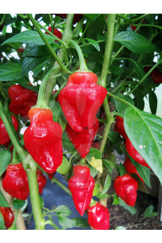 Habanero Tasmanian
