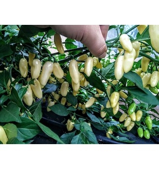 Habanero White Long