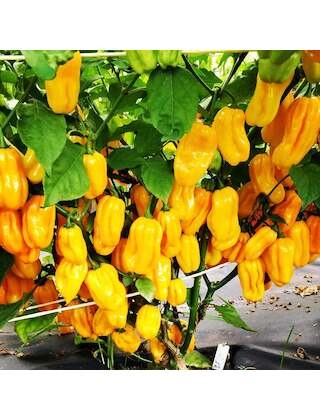 Habanero Yellow