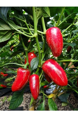 Jalapeno Jalastar