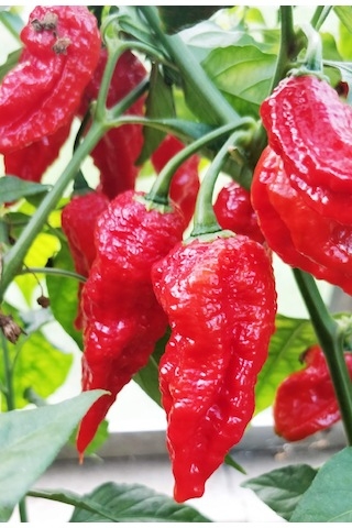 Naga Morich