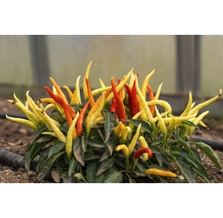 Naschzipfel / Medusa