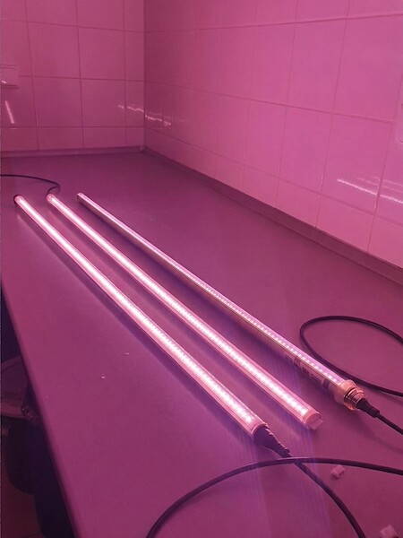 Profi LED osvětlení pro předpěstování paprik