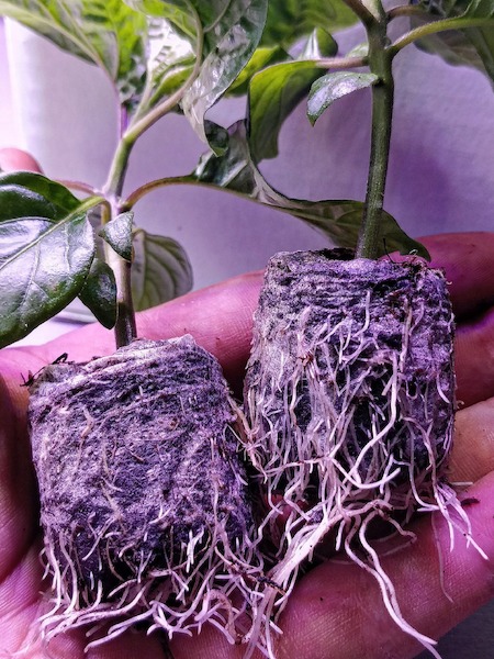 Rašelinové tablety Jiffy