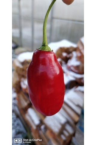 Rocoto Montufar - PI 585273