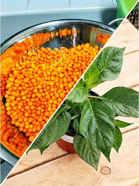 Sazenice Aji Charapita