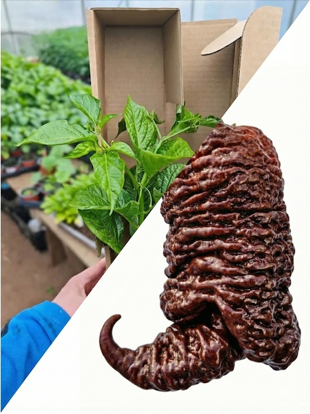 Sazenice Big Black Mama