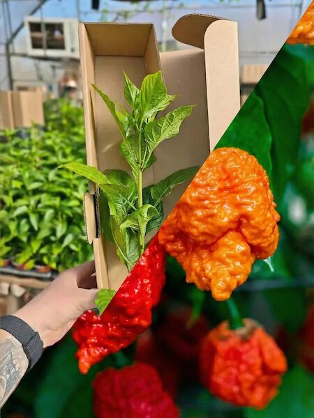 Sazenice Carolina Reaper Original