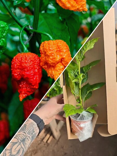 Sazenice Carolina Reaper Original