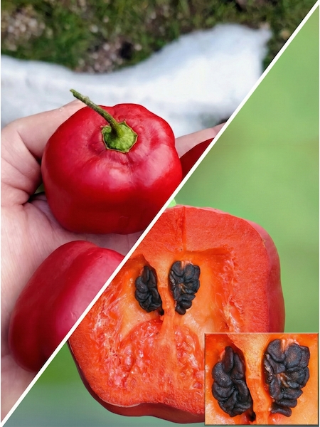 Sazenice De La Selva Rojo Arequipa