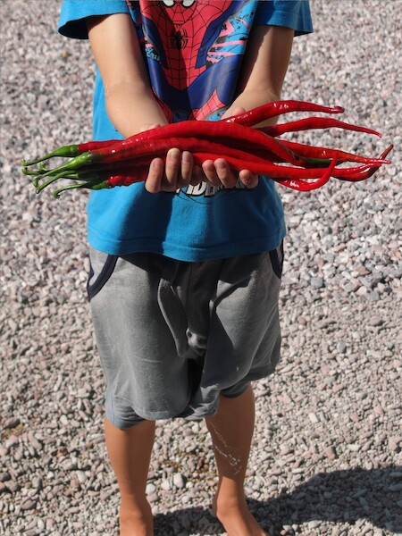 Sazenice Elephants Trunk