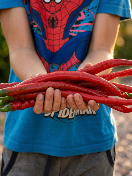 Sazenice Elephants Trunk