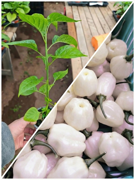 Sazenice Habanero Big Bullet