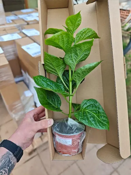 Sazenice Habanero Chocolate