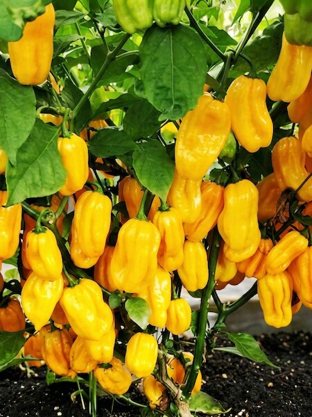 Sazenice Habanero Yellow