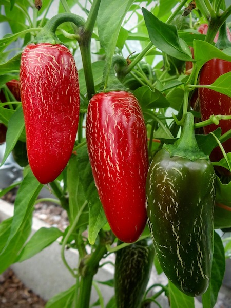 Sazenice Jalapeno Chichimeca