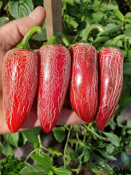 Sazenice Jalapeno Maylon