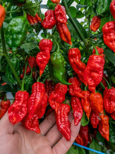 Sazenice Naga Morich